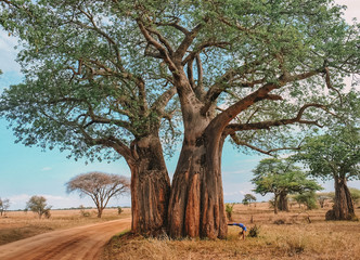 Large beautiful tree in the middle of a desert road