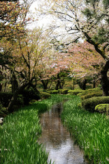 Small stream flowing through grass in a tree-filled forest