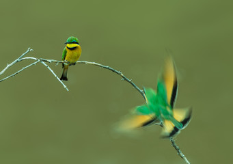 Bee-eater flying to branch