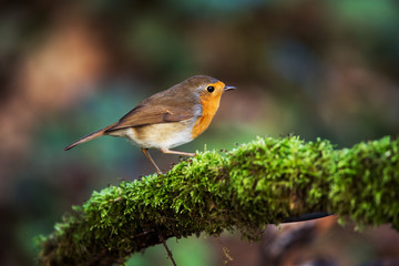 European Robinin in his environment. His Latin name is Erithacus rubecula.