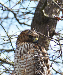 Red Tailed Hawk Portrait Close Up 