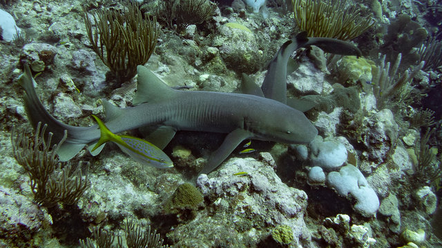 Nurse shark over a reef (Underwater Photography)