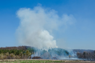 Large-scale forest fire. Burning field of dry grass and trees. Thick smoke against blue sky. dangerous effects of burning grass in fields in spring and autumn.