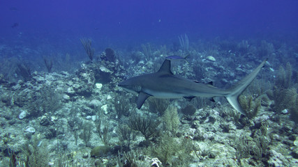 Reef shark (Underwater Photography)