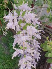 flowers in the garden