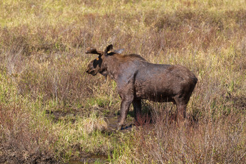 Naklejka na ściany i meble A lone male bull moose in the woods