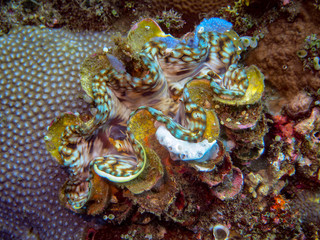 Giant clam (Underwater Photography)