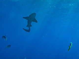 Obraz premium Shark swimming in blue water (Underwater Photography)