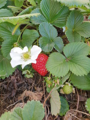 Starwberry plant