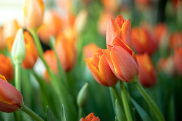 Beautiful bouquet of tulips. colorful tulips. nature background