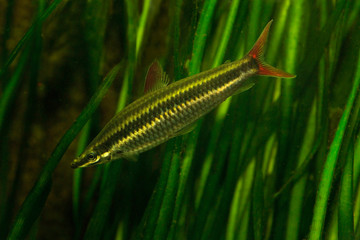 Striped headstander, striped anostomus, striped anastomus (Anostomus anostomus).