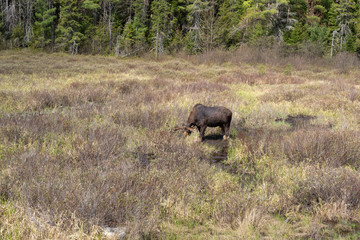 A lone male bull moose in the woods