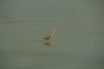 Swamp heron. Heron fishing in Zapata National Park. Zapata swamp in Cuba