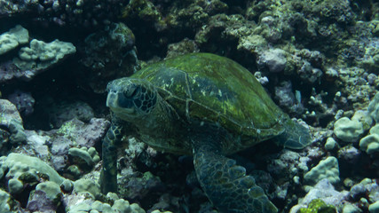 Obraz na płótnie Canvas Sea turtle looking up from resting on the coral (Underwater Photography)