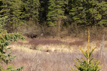 A lone male bull moose in the woods