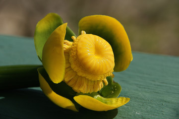 yellow water flower (nuphar lutea). nuphar lutea grows in Zapata National Park. Matanzas. Cuba