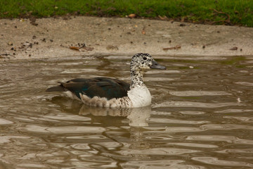 Comb Duck (Sarkidiornis melanotos).
