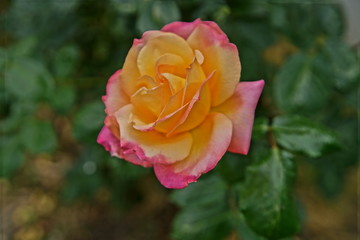 pink rose in the garden