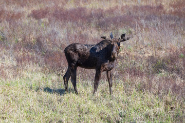 A lone male bull moose in the woods