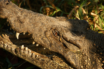 Cuban crocodile. Jaws of a wild crocodile