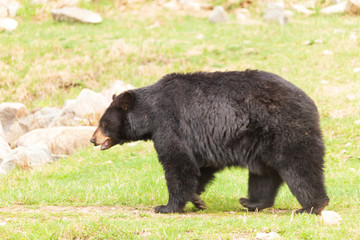 Fototapeta premium A lone black bear