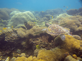 Fototapeta na wymiar Sea turtle swimming over coral with blue water backdrop