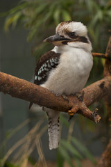Laughing Kookaburra (Dacelo novaeguineae).