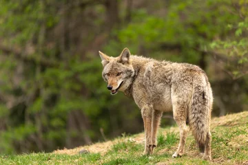 Foto op Canvas A lone coyote in the woods © Joe