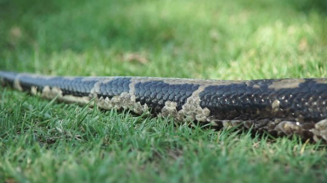 The extremley large tail of a boa constrictor slithering throught the grass, slow motion