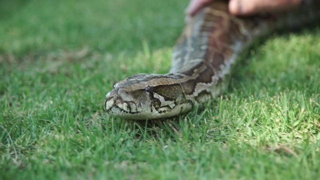 The extremely large body of a boa constrictor slithering through the grass, undulating muscles