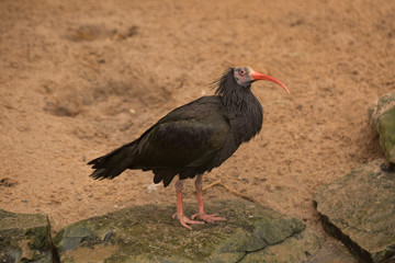 Northern bald ibis, hermit ibis, waldrapp (Geronticus eremita).