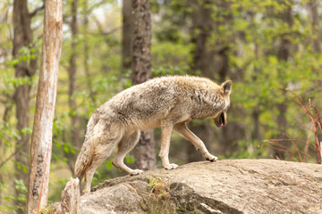 Naklejka na ściany i meble A lone coyote in the woods
