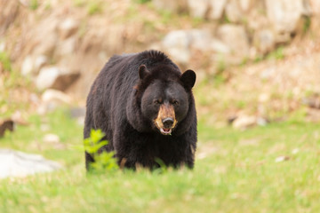 Fototapeta na wymiar A large black bear
