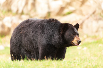 A large black bear