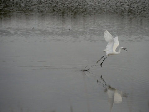 l'envol de l'aigrette garzette 13