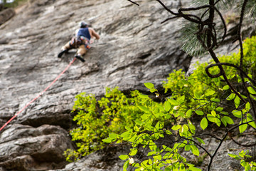 Naklejka na ściany i meble A selective focus view on green tree branches a blurry rock climber is seen top roping in the background, climbing a stone cliff and securing anchors