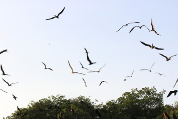 birds flying over an island