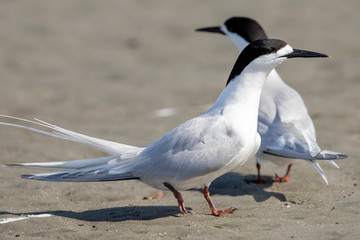 White-fronted Tern