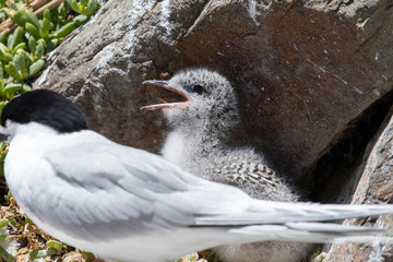 White-fronted Tern