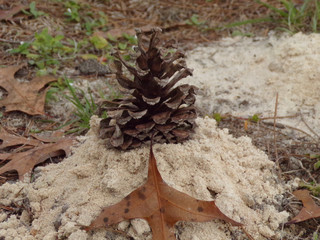 pine cone on tree