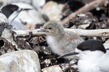 White-fronted Tern