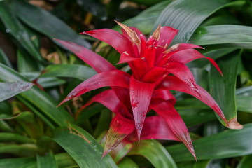 red flower in the garden