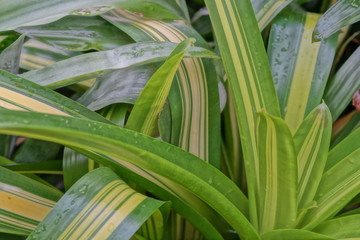 green leaves of plant