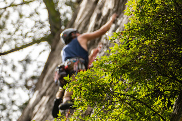 Naklejka na ściany i meble A selective focus low angle shot as a strong man is seen blurry in the background, climbing a steep cliff in nature with green tree foliage in foreground