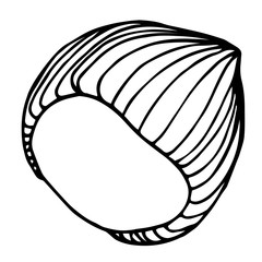 hazelnut in shell, element of decorative ornament or pattern, vector illustration with black contour lines isolated on white background in doodle and hand drawn style