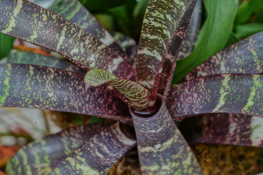 carnivorous plants