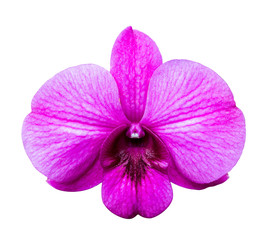 Fototapeta na wymiar Purple orchid isolated over white background.
