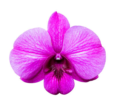 Purple orchid isolated over white background.