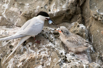 White-fronted Tern
