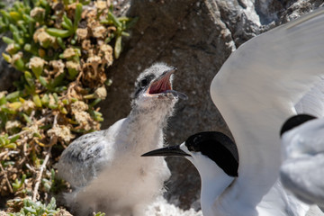 White-fronted Tern